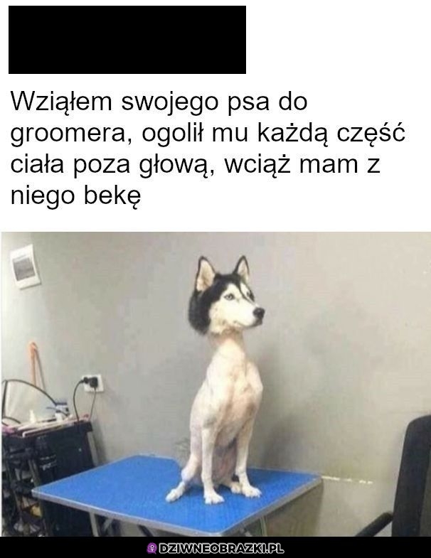 Śmieszny piesek