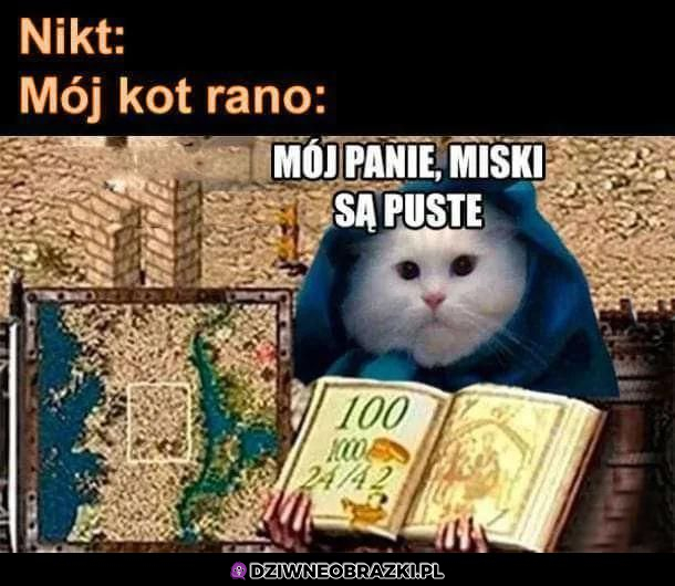 Mój kot z rana