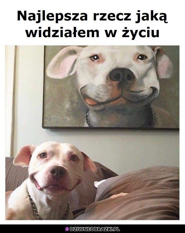 No faktycznie niezłe