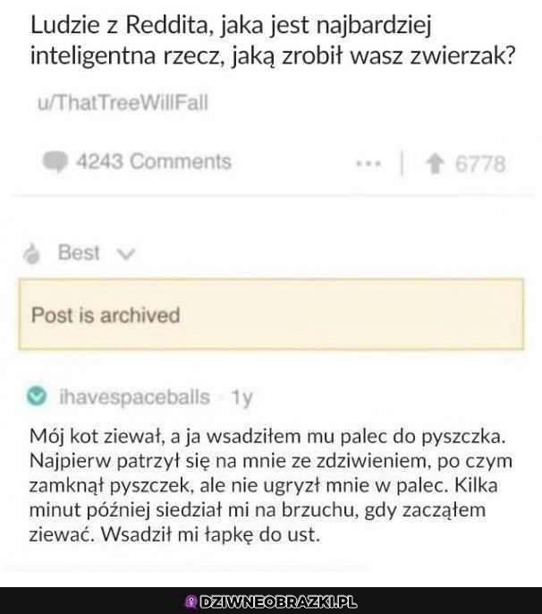 Spryciarz
