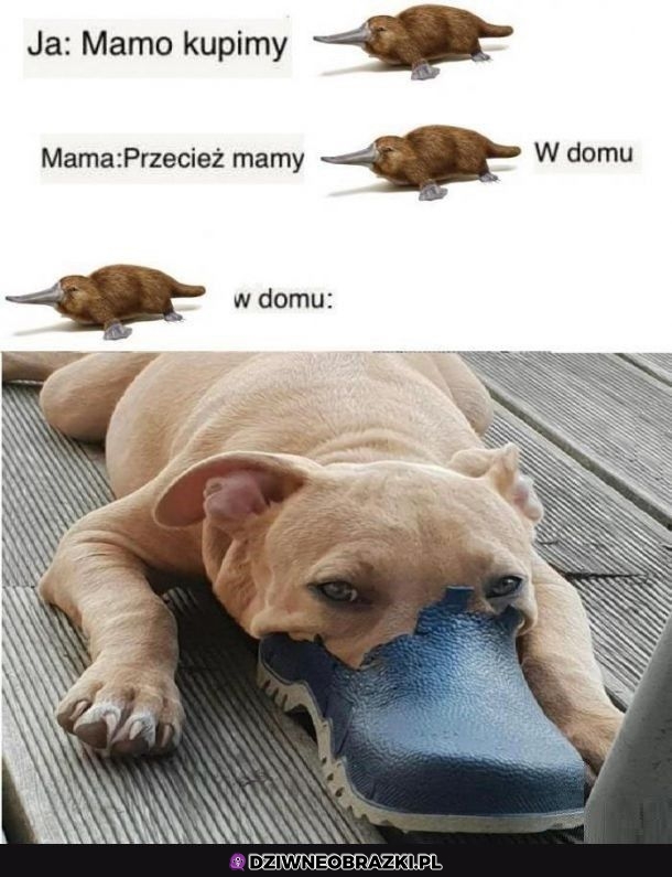 Dziobak
