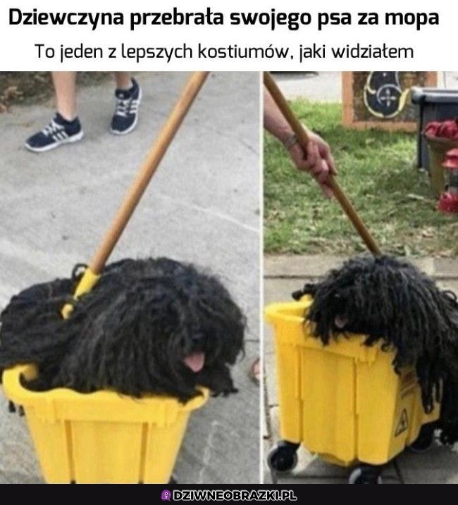 Przebrany pieseł