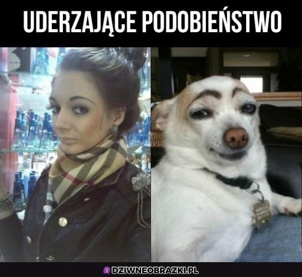 Podobne są