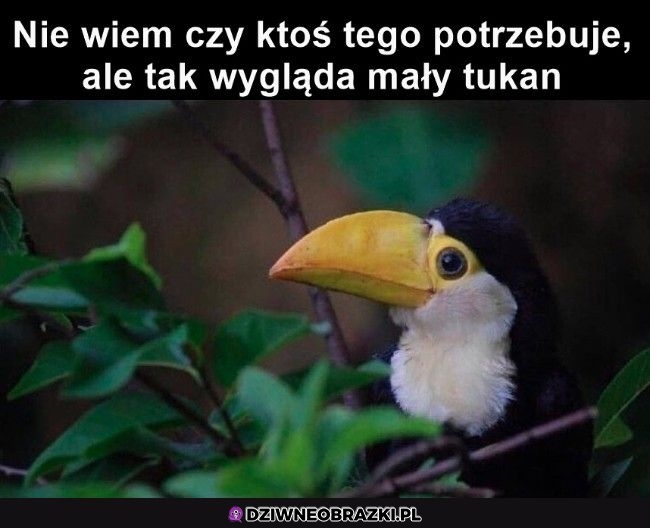 Mały tukanik