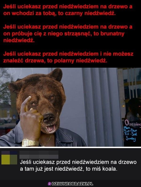 Jak rozpoznać niedźwiedzia