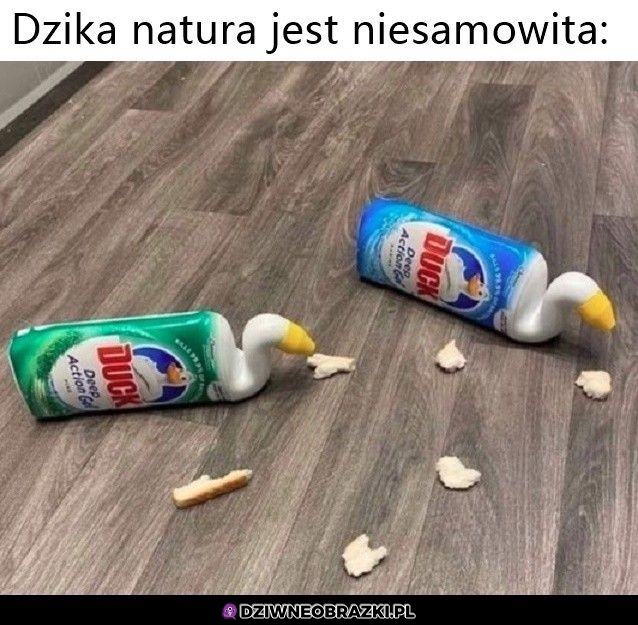 Kaczuszki