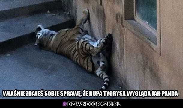 Zdałeś sobie z tego sprawę