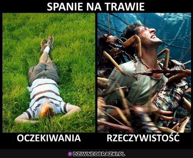 Spanko w trawie