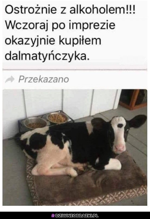 Dalmatyńczyk