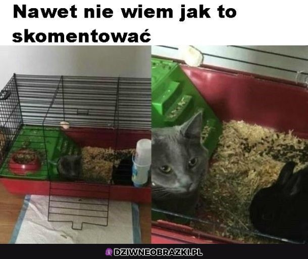 Nic tu nie widziałeś człowiek