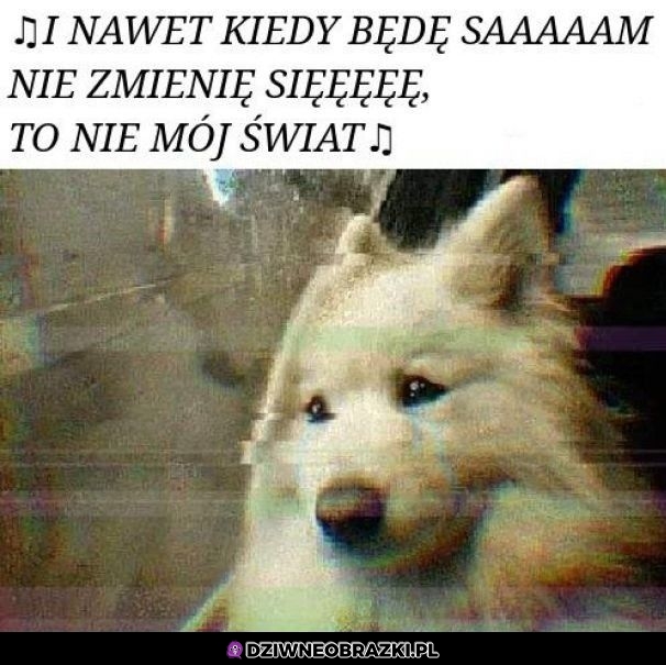 Pieseł z teledysku