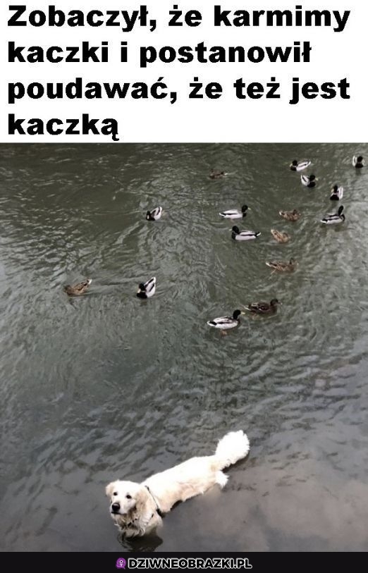 Najsłodsza kaczka