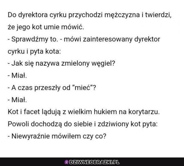 Mówiący kot