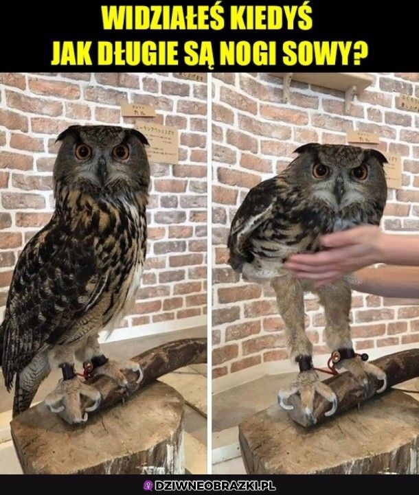 O proszę