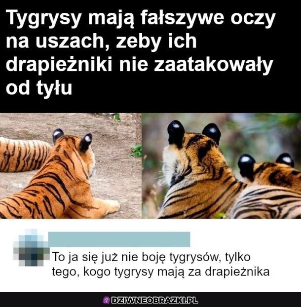 Tygrysy