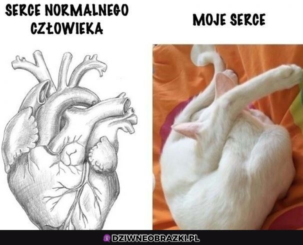 To moje serce