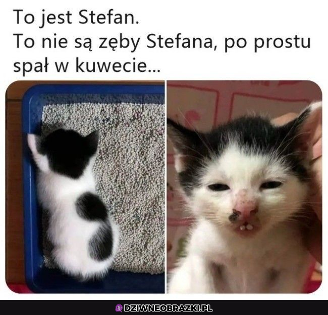 Wampir Stefan