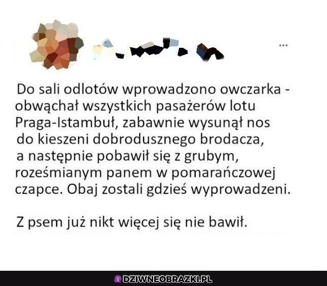 gdy spotykasz owczarka na lotnisku