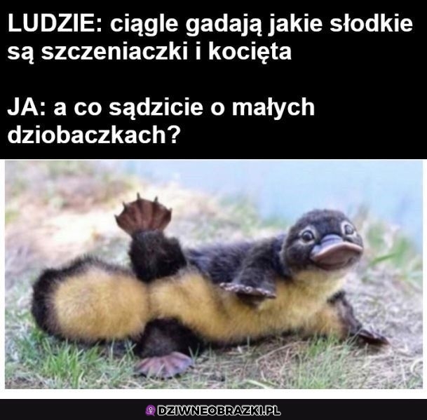 Co sądzicie?