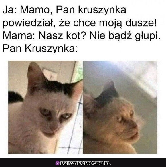 Pan kruszynka