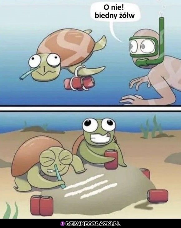 Biedny żółwik