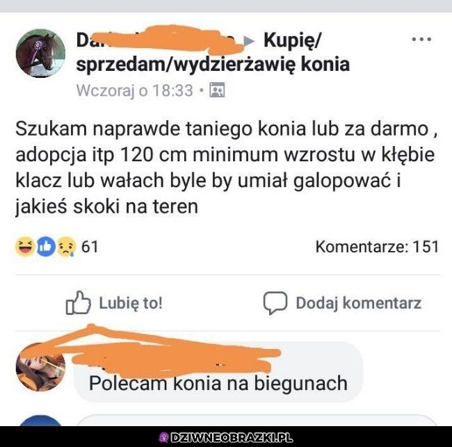 Polecam takiego konia