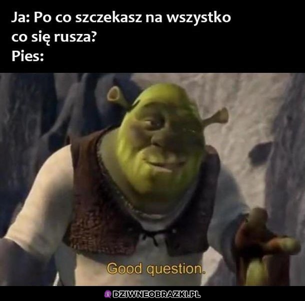 Po co psy to robią?