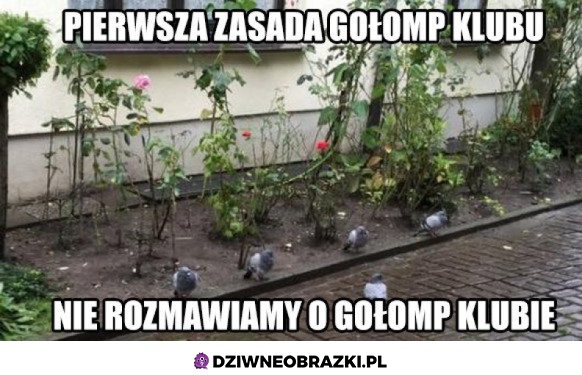 Gołębi klub 