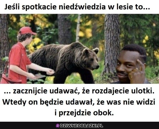 Protip jak spotkacie niedźwiedzia