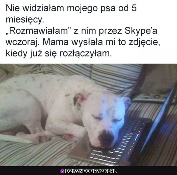 Nie zasługujemy na psy