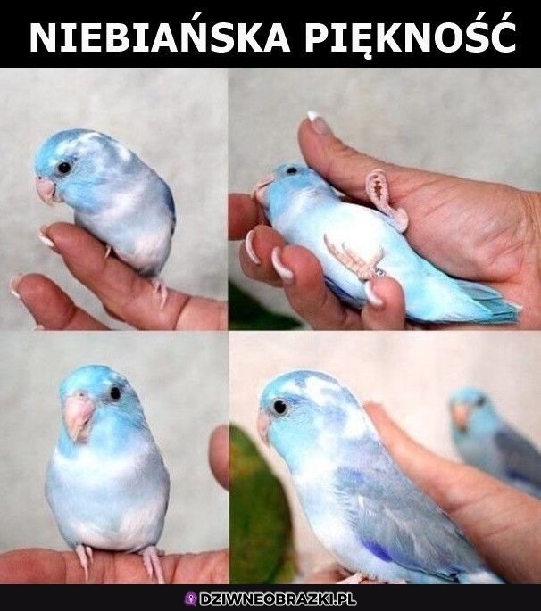 Bardzo ładna Bardzo ładna