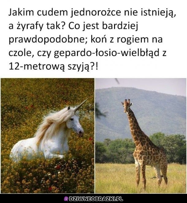 Właśnie