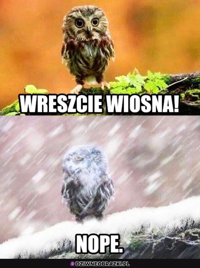 Jednak nie