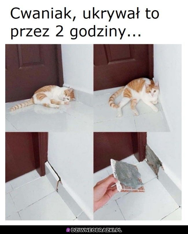 Sprytnie kocie, sprytnie