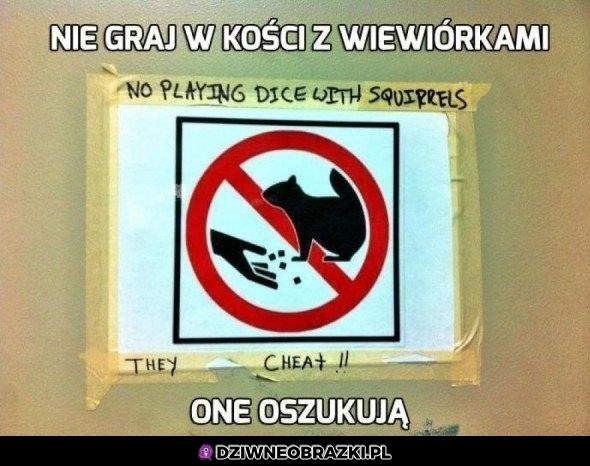 Nie graj z wiewiórką