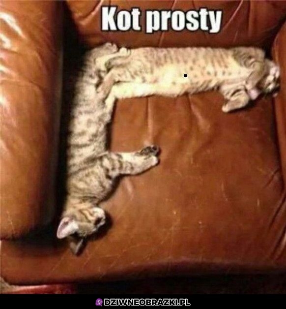 Kot prosty