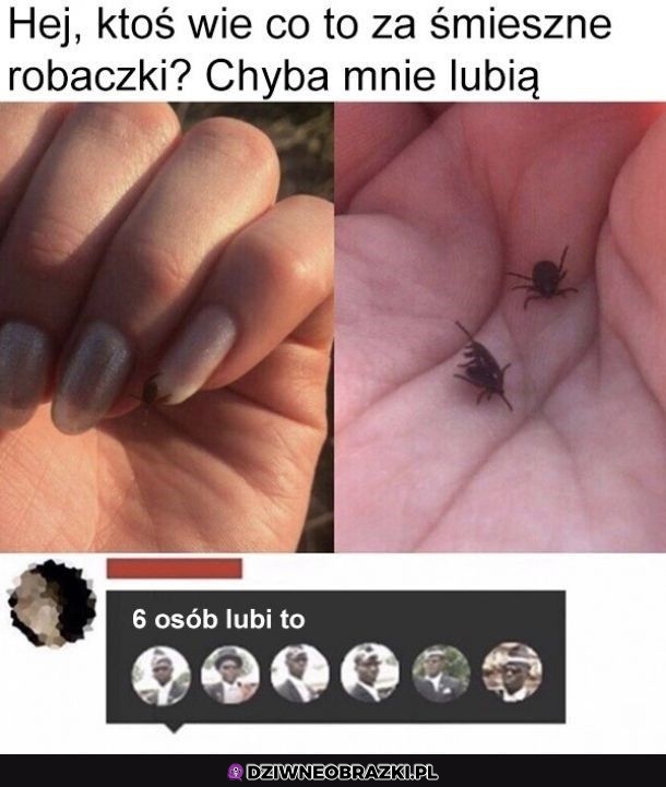 Śmieszne robaczki
