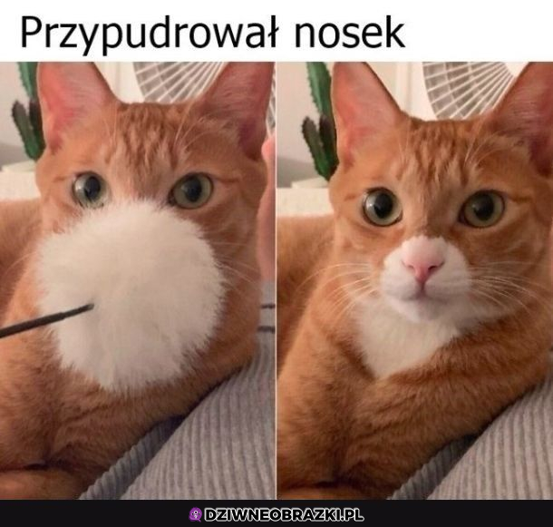 Kitku modniś