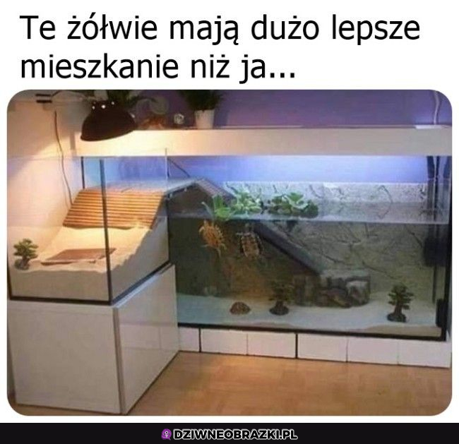 Żółwia willa :D 