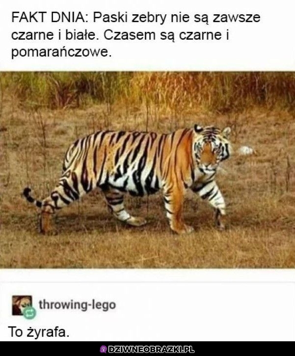 Fakt o zebrach