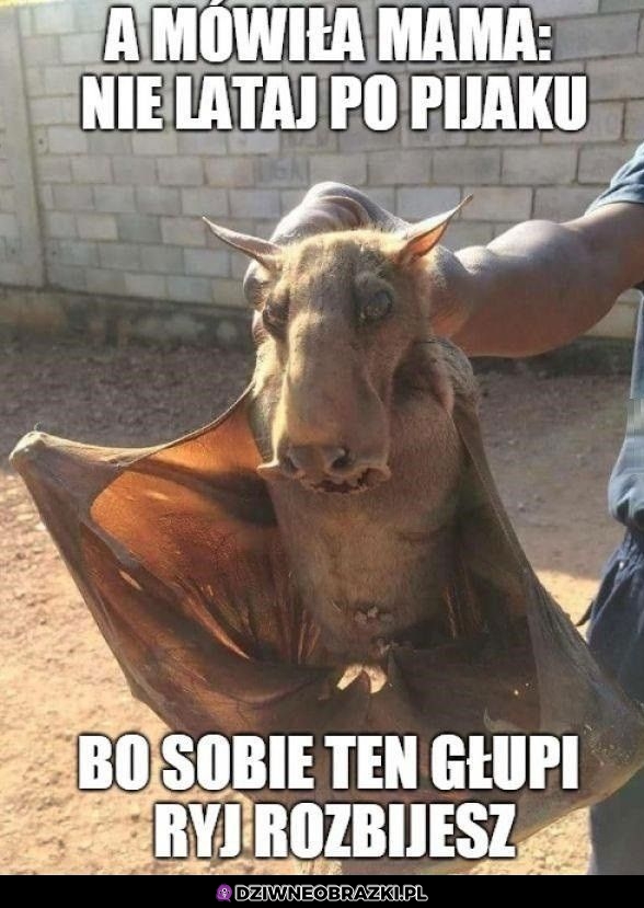 Nietoperek