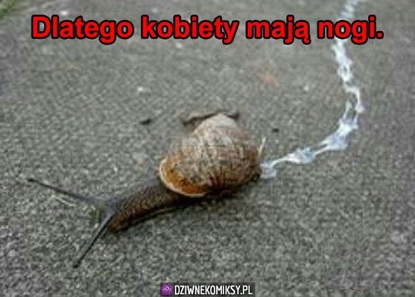 Po co kobietom nogi?