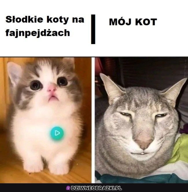 Tymczasem mój kot