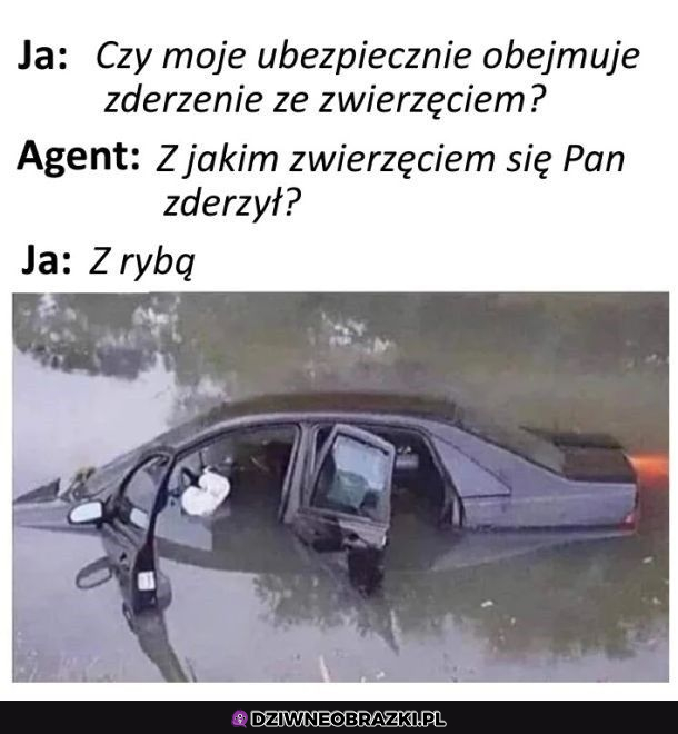 Zderzenie ze zwierzęciem