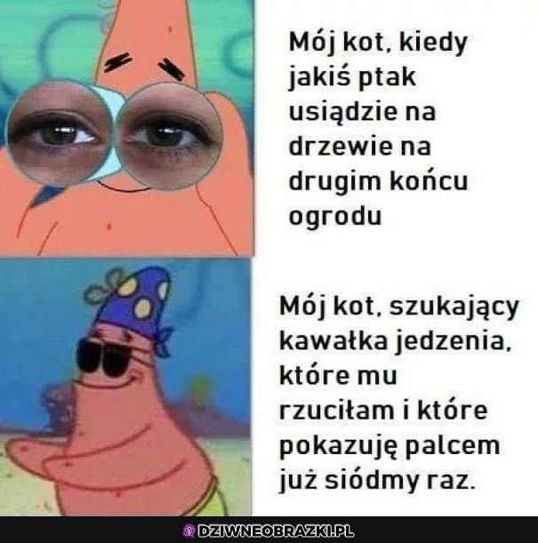To właśnie mój kot