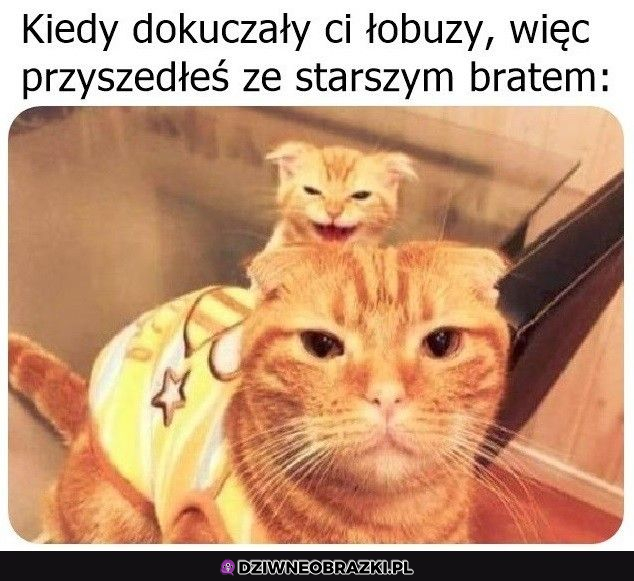 I co teraz łobuzy?