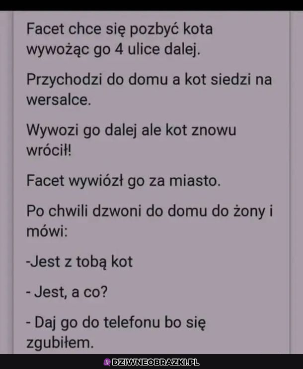 Kiedy chcesz się pozbyć kota
