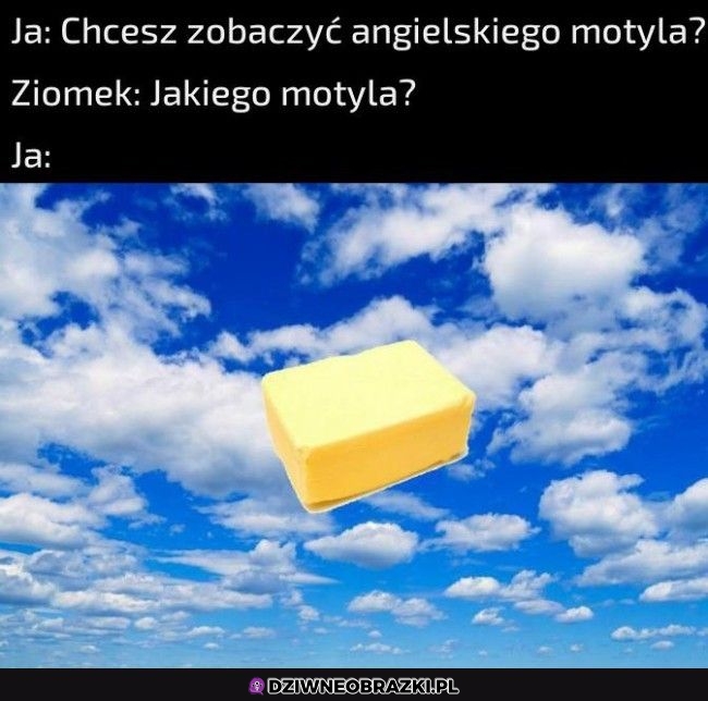 Angielski motylek
