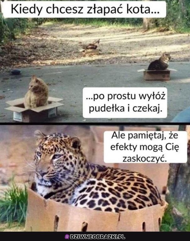 Pułapki na kotełki