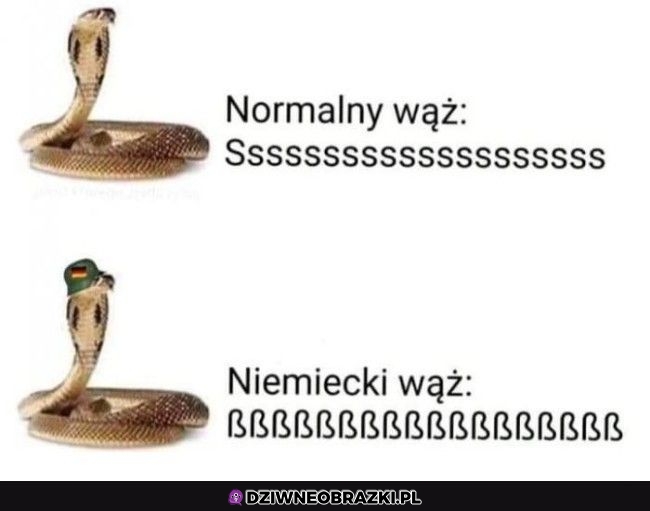 Niemiecki wąż